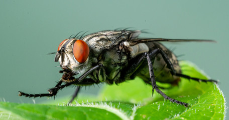 Cluster Fly (Pollenia sp.), Dunwoody, GA