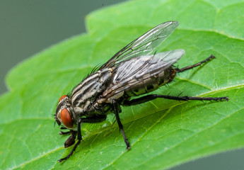 Cluster Fly (Pollenia sp.), Dunwoody, GA