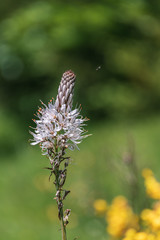 White wildflower Asphodelus albus in the Pyrenees mountain