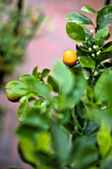 Orange plantation in the garden.