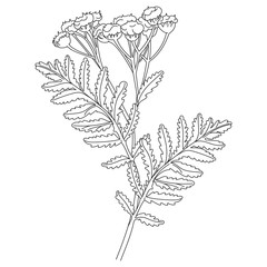 Tansy or daisy flower. Botanical illustration