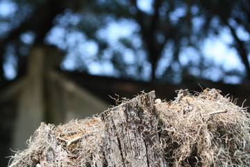 Arbol que fue cortado, lleno de termitas.