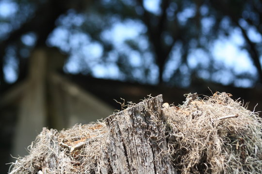 Arbol que fue cortado, lleno de termitas.