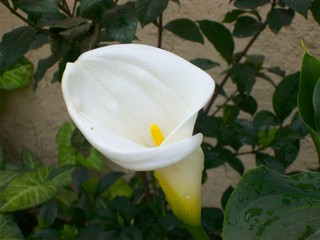 White flower 9