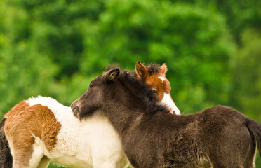 A black foal and a skewbald foal are playing together and are grooming together, social interaction between cute young horses