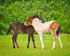 Naklejka na ściany i meble A black foal and a skewbald foal are playing together and are grooming together, social interaction between cute young horses