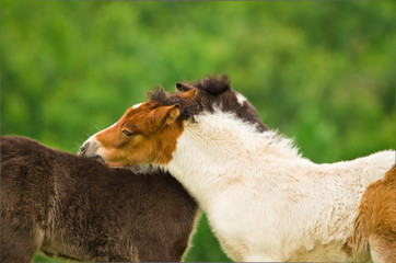A black foal and a skewbald foal are playing together and are grooming together, social interaction...