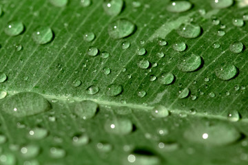 green leaf with drops of water. selective focus