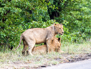 Portrait of an adolescent male lion. Kruger Park.