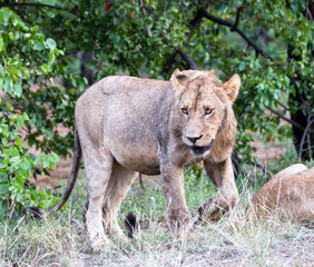 Portrait of an adolescent male lion. Kruger Park.