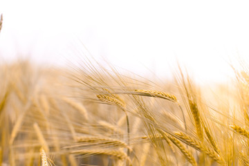 Schönes Getreidefeld. Goldene reife Getreide Ähren. Landwirtschaftliche Landschaft. Beautiful wheat field in the sunset light. Golden ears during harvest. Autumn agriculture landscape.