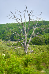 Dead oak tree by the forest