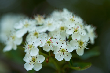 Hawthorn flowers in closeup
