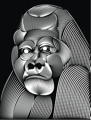 gorilla  vector line art for t-shirt or logo designs © mohamed