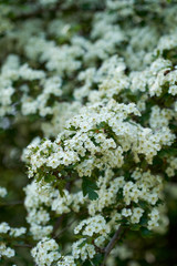 Hawthorn flowers in closeup