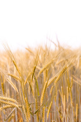 Close-up of rye ears. Rye field on a summer day.
Nahaufnahme von Roggenähren. Roggenfeld an einem Sommertag.