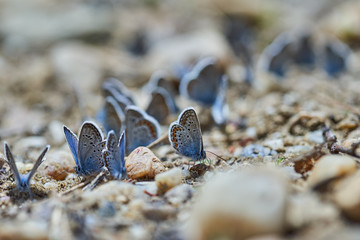 Little blue butterflies swarm