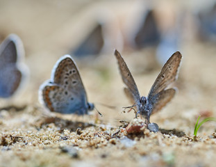 Little blue butterflies swarm