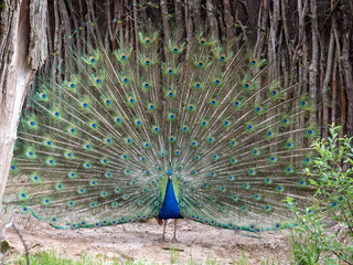 Obraz premium Blue Peafowl, Peacock (Pavo cristatus)