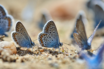 Little blue butterflies swarm