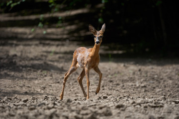 Young roe deer female