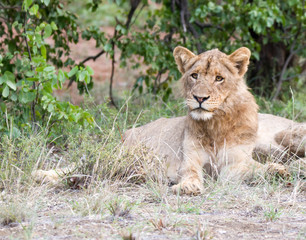Naklejka na ściany i meble Portrait of an adolescent male lion. Kruger Park.