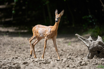 Young roe deer female