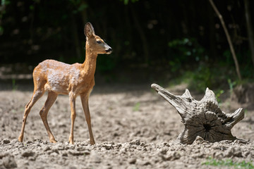 Young roe deer female