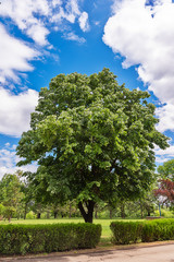 Nice big tree in the park. Regular green park surrounded by green threes
