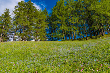 Blumenwiese mit Vergissmeinnicht und Lärchenbäume