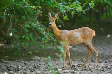 Young roe deer female