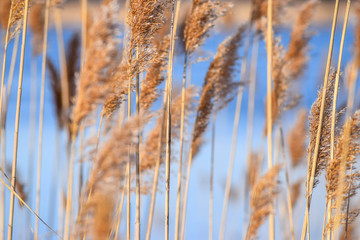 Obraz premium reed in the wind