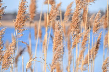 Fototapeta premium reed in the wind