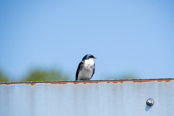 Tree swallow resting on the fence.   Vancouver BC Canada

