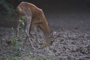 Roe buck by the forest
