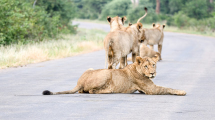 Lions forming a roadblock in the Kruger Park.