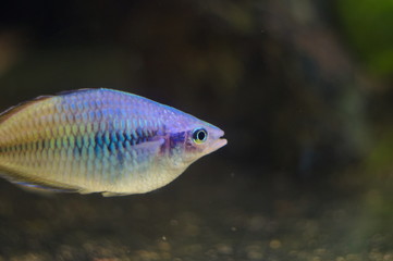 Naklejka premium Melanotaenia boesemani tropical fish in aquarium