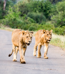 Lions forming a roadblock in the Kruger Park.
