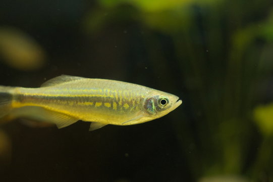 Danio aequipinnatus tropical fish in aquarium