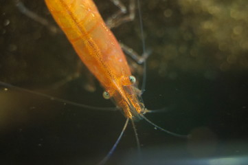 Neocaridina heteropoda shrimp in aquarium