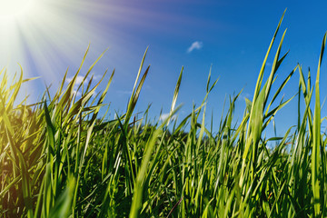 Ordinary grass in the middle of a wild garden against a blue sky.