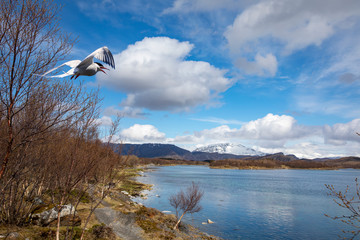 Seabird  Sterna paradisaea on the wings on the seafront in Brønnøysund Nordland county