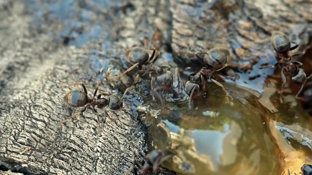 Le monde des fourmis