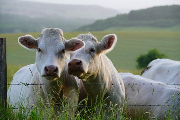 Animal ferme vache 363