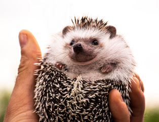 African hedgehog © gogagoxi