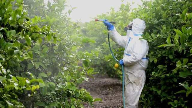 Farm worker spray ecological pesticide. Farmer in protective suit and mask fumigate lemon trees. Man spraying toxic pesticides, pesticide, insecticides 
