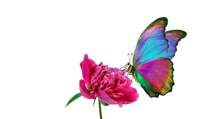 Fototapeta na wymiar bright colorful morpho butterfly on a pink peony flower isolated on a white. butterfly on a flowers. copy space