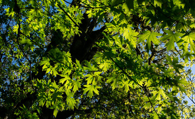 Looking up at new leaves on maple trees in a forest view, blue sky behind, vivid sun lighting up the leaves to a bright green. 