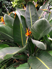 Bright orange flower with lush foliage
Exotic flower strelitzia colourful plant. Strelitzia reginae, commonly known as crane or bird of paradise, is a species of flowering plant native to South Africa