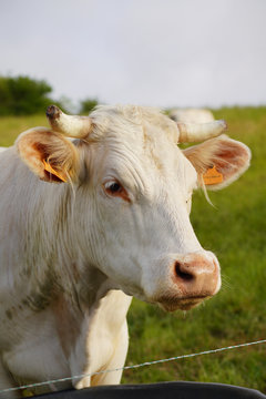 Animal ferme vache 372